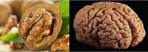 Orqanlarımıza oxşayan məhsullar bu orqanlar üçün ən faydalısıdır