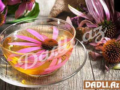 Exinaseya - immuniteti möhkəmləndirən bitki