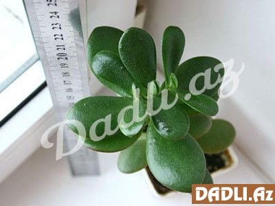 Pul ağacı həm də sağaldır - Ayaqlarınızı bununla silin, pulunuz cibinizdə qalsın