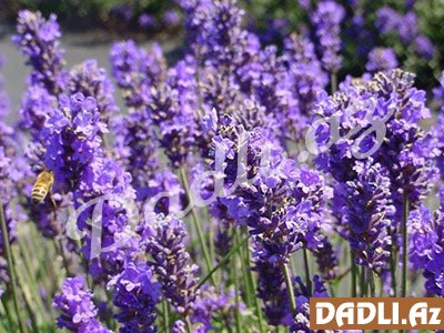 Həm ətriyyat, həm də müalicə vasitəsi