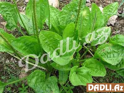 Bağayarpağı bitkisinin faydaları barədə bütün tibbi kitablarda əlyazmalara rast gəlinir