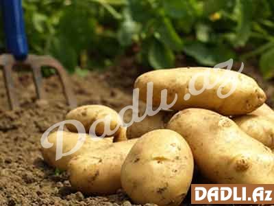 Kartofun saxlama şəraiti