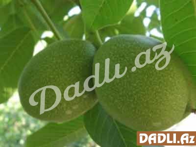 Qoz yarpağının faydası nədir?