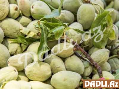 Acı badam zəhərlimidir?