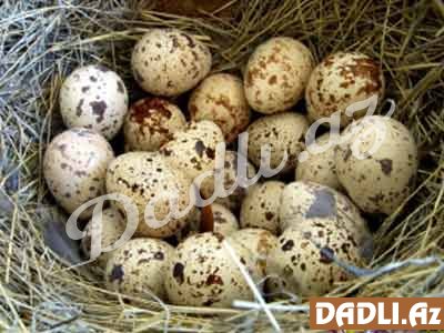 Miqreni sağaldan bildirçin yumurtası