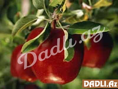Gülçiçəklilər fəsiləsindən olan alma ağacı məhsuldar və dayanıqlı ağacdır