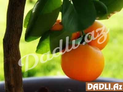 Portağal mühüm askorbin turşu qaynağıdır