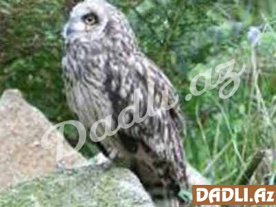 Hindu bürcünüz və mənası - Bayquş