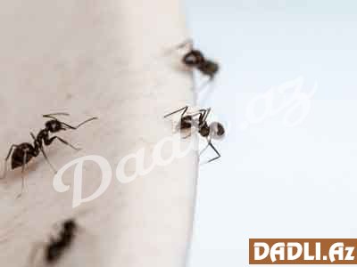 Mətbəxdəki qarışqalardan xilas olmağın yolları