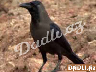 Hindu bürcünüz və mənası - Qarğa