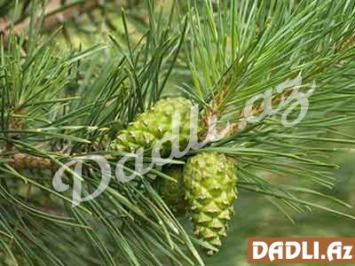 Astmanın dərmanı: şam qozasının mürəbbəsi - HAZIRLANMA QAYDASI