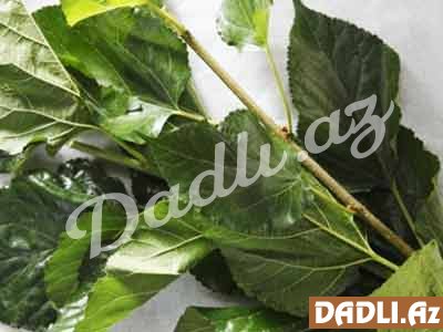 Tut yarpağının MÜALİCƏVİ XÜSUSİYYƏTLƏRİ