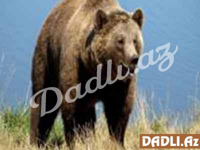 Hindu bürcünüz və mənası - Boz Ayı