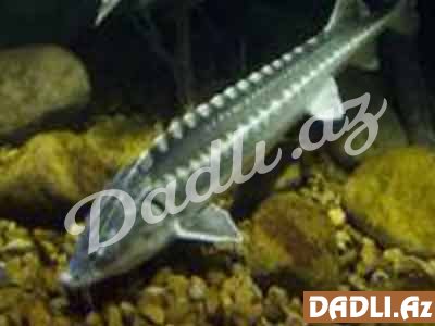 Hindu bürcünüz və mənası - Nərə balığı