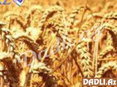 Buğdanın faydaları