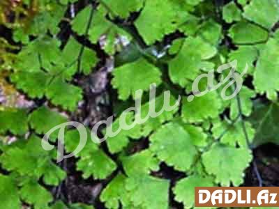 Adiant; Baldırıqara (Zöhrətüklü adiant, Adiantum capillus – veneris)