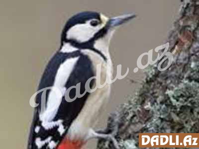 Hindu bürcünüz və mənası - Ağacdələn