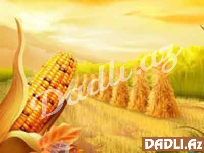 Sağlam qida - Qarğıdalı