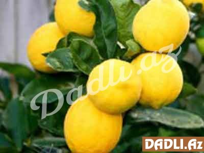 Sağlam qida - Limon
