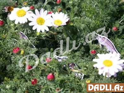 Ağırgərha; Ansiklüs (Kiprikli anasiklüs, Anacyclus ciliatus)