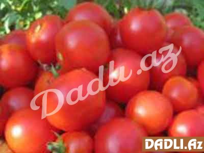 Pomidor haqqında