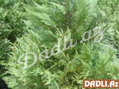 Sərv (Həmişəyaşıl sərv, Cuprеssus sеmpеrvirеns)