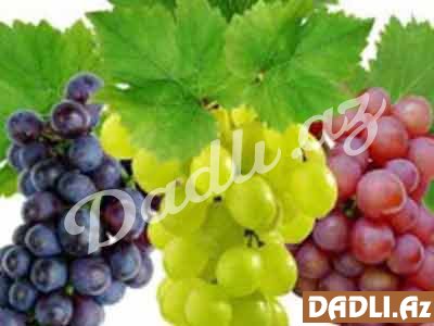 Üzüm haqqında