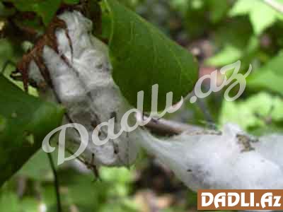 Pambıqkolu (Qıvrım pambıqkolu; Gossypium hirsutum)