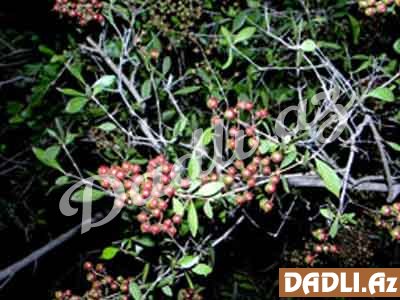 Həna xına (Lawsonia inеrmis)