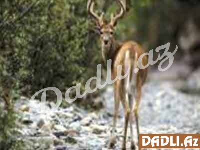 Hindu bürcünüz və mənası - Maral