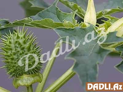 Bitkilərin faydasından tam istifadə edə bilirik?