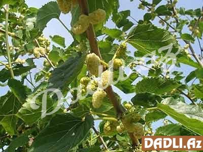 İnsan orqanizmi üçün çox faydalı 6 bitki