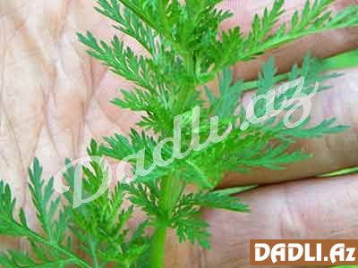 Bu bitkinin xərçəngi 16 saata yox etmək xassəsi təsdiqlənib