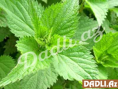 Siz nədən əziyyət çəkirsizsə, gicitkən məhz onun dərmanıdır