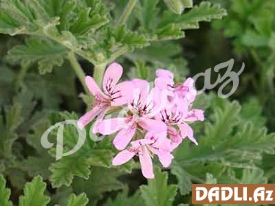 Bu bitki sizi və evinizi xəstəliklərdən qoruyacaq