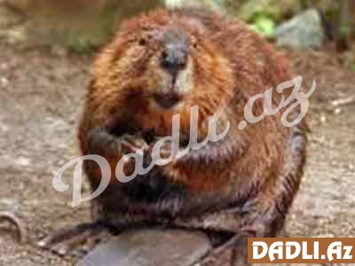 Hindu bürcünüz və mənası - Qunduz