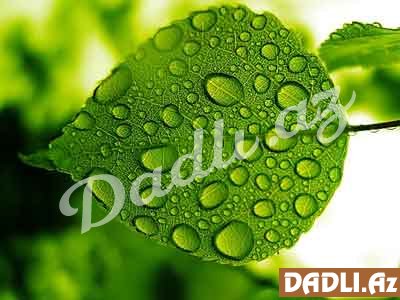 Təbiətin möcüzəsi | Yarpaq