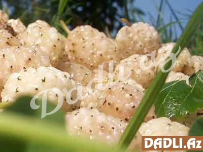 Ağ tutun 7 mühüm faydası