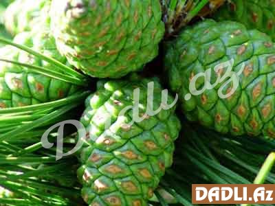 Şam ağacı qozası nələrə dərmandı?