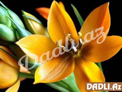 Bitkilər aləmindən maraqlı məlumatlar