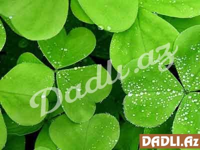 Yoncanın inanılmaz faydaları