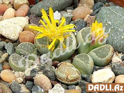 Litops və ya “canlı daş”