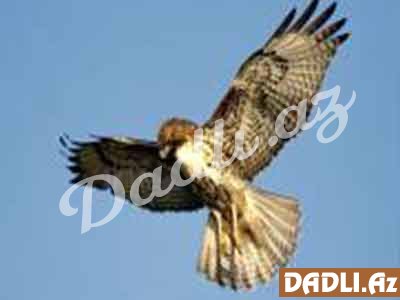 Hindu bürcünüz və mənası - Şahin