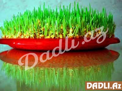 Səməni cücərtməyin ən asan üsulu