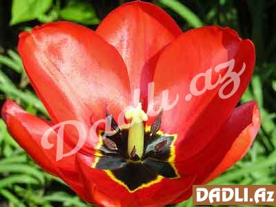 Dağlaləsinin faydaları