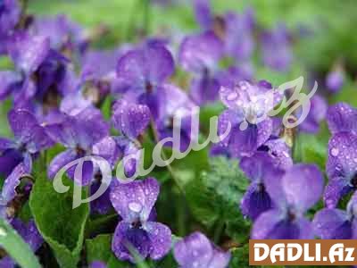 Yazın nəfəsi duyulan kimi göy bənövşə çiçəkləri qarın altından baş qaldırır