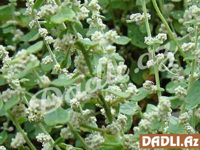 Pol-pala otu çox güclü sidikqovucu, antiseptik və iltihabəleyhinə təsirə malikdir