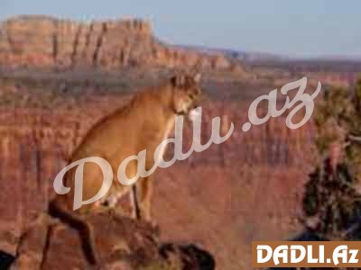 Hindu bürcünüz və mənası - Puma