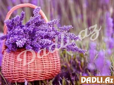 Lavanda bitkisi həm çiçəkləri, həm otu, həm də toxumları olduqca faydalıdır