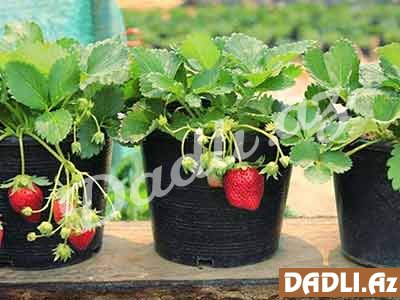 Dibçəkdə çiyələk